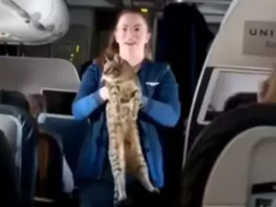 Flight Attendant Runs Behind Cat Mid Air, Viral Video