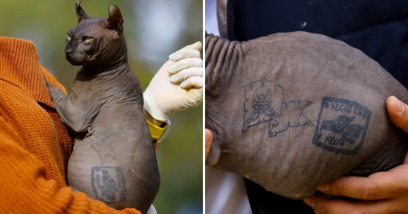 Tattooed cat rescued from Mexican prison