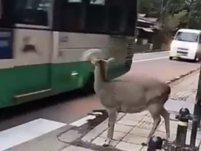 Deer Crosses Road In Viral Video