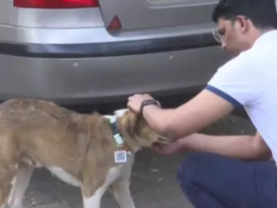 Mumbai Engineer Develops Dog Tags With QR Codes