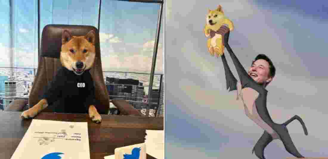 Dogecoin Price Surges After 'Dogefather' Elon Musk Introduces His Pet Dog As New Twitter CEO