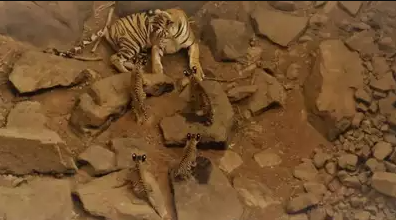 First tigress of madhya pradesh panna tiger reserve T1 died 