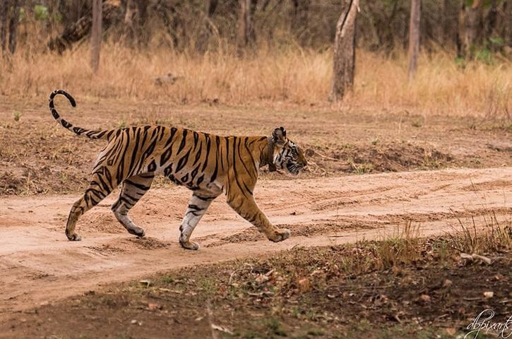 First tigress of madhya pradesh panna tiger reserve T1 died 