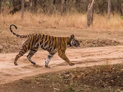 First tigress of madhya pradesh panna tiger reserve T1 died 