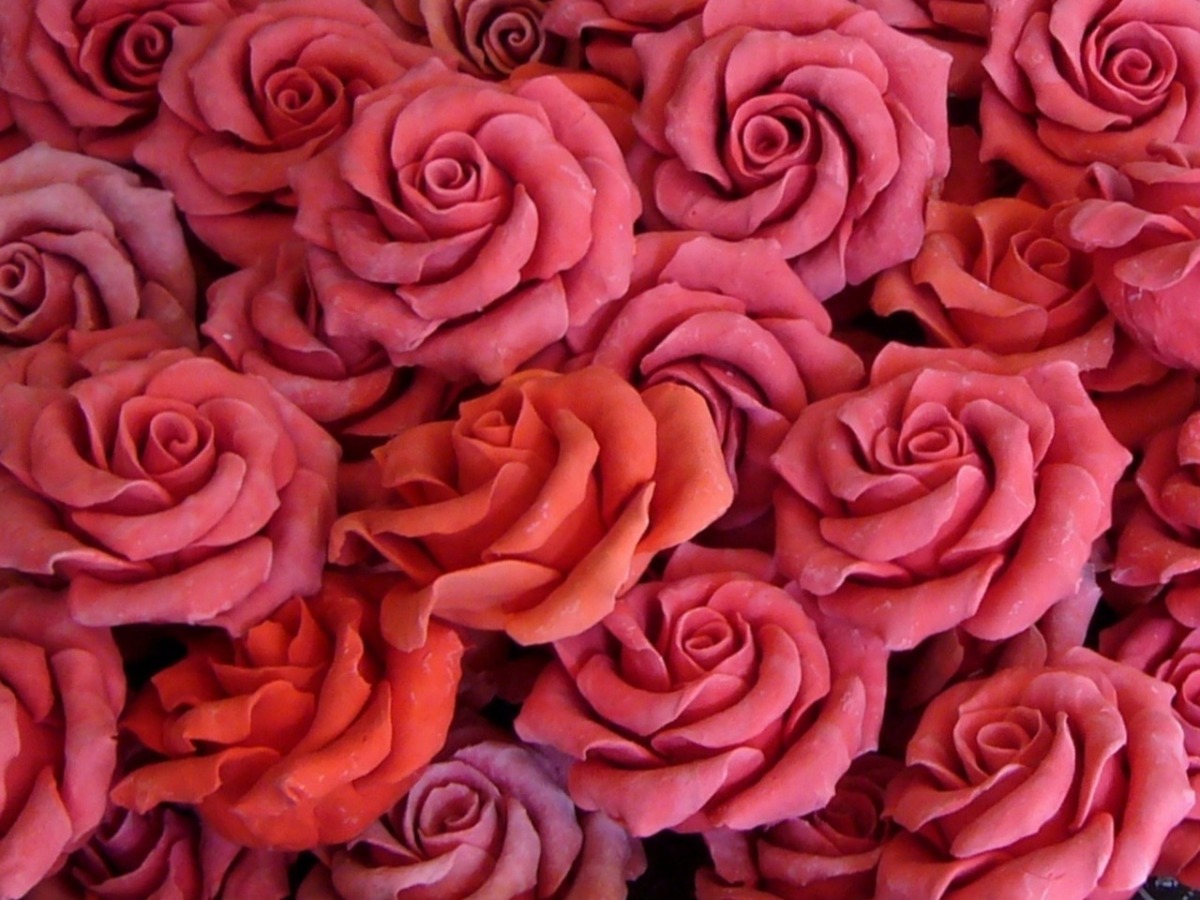 Midiron Beautiful Gift for Valentine's Day, Rose Day, Propose Day, Promise  Day | Lovely Gift for