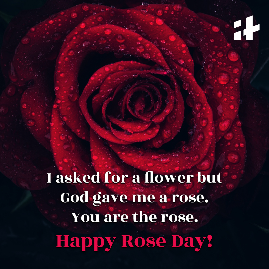 Happy Rose Day 2023: Wishes, Messages, SMS, Quotes, Images ...
