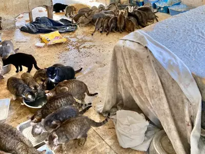 Hoarding Couple Dies, Leaves 150 Starving Cats 