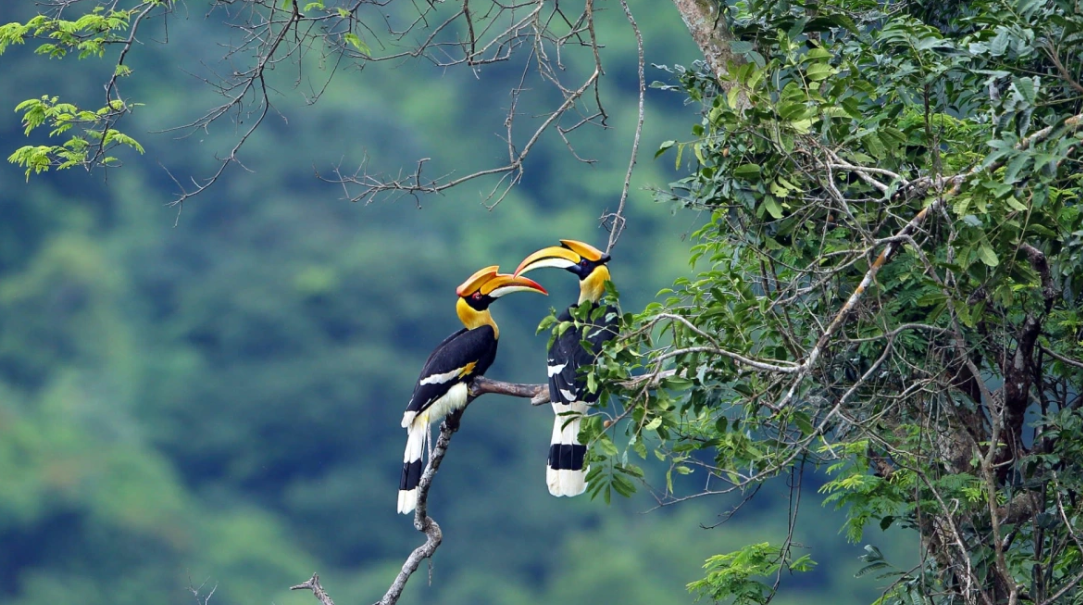 Hornbill couple move together female locks herself in the nest male feeds family 