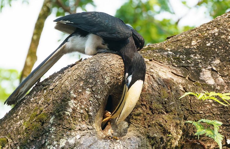 Hornbill couple move together female locks herself in the nest male feeds family 