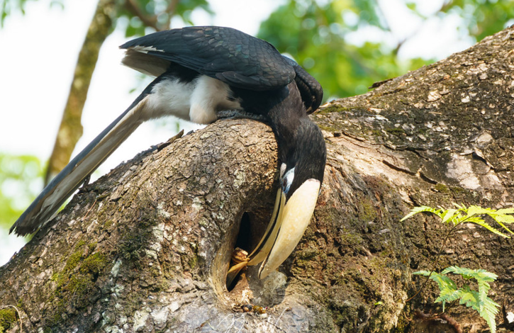 Hornbill couple move together female locks herself in the nest male feeds family 