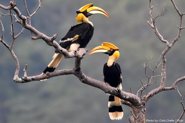 Hornbill couple move together female locks herself in the nest male feeds family 