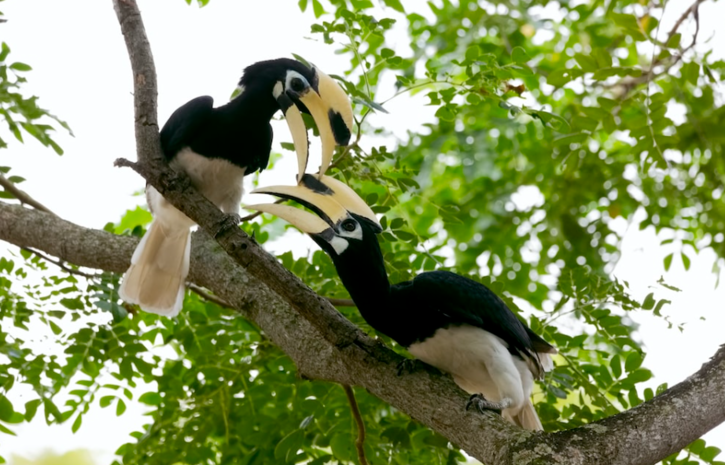 Hornbill couple move together female locks herself in the nest male feeds family 