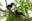 Hornbill couple move together female locks herself in the nest male feeds family 