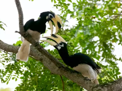 Hornbill couple move together female locks herself in the nest male feeds family 