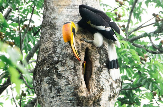 Hornbill couple move together female locks herself in the nest male feeds family 