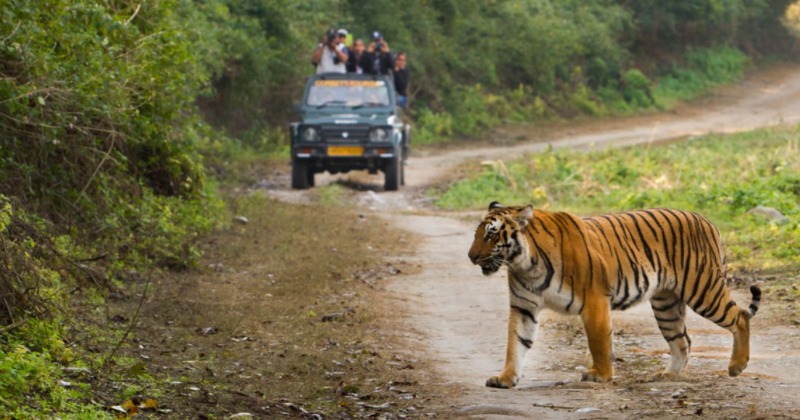 SC Says No To Zoos Inside Tiger Reserves, Bans Constructions In Core ...