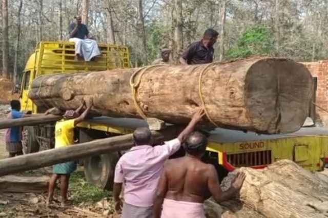 Wordt erger Bully Ongehoorzaamheid Kerala: 114-Year-Old Teak Tree Planted by British Auctioned For Record  Price Of Rs 40 Lakh