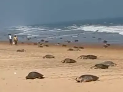 Olive Ridley Turtles In Odisha For Mass Nesting, Video