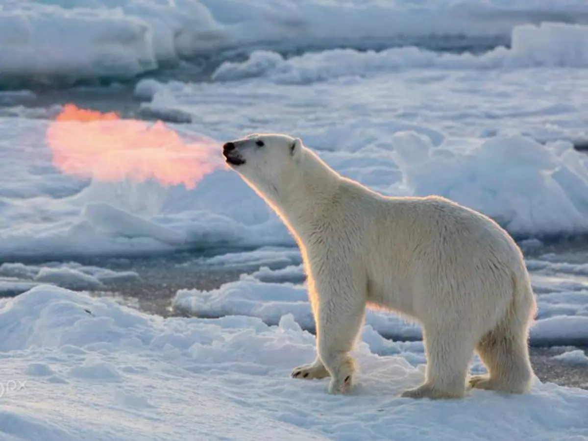 Josh Anon Clicks Viral Image Of Arctic Polar Bear