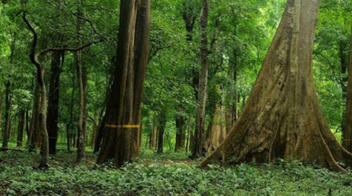 114-Year-Old Tree Auctioned For Rs 40 Lakh