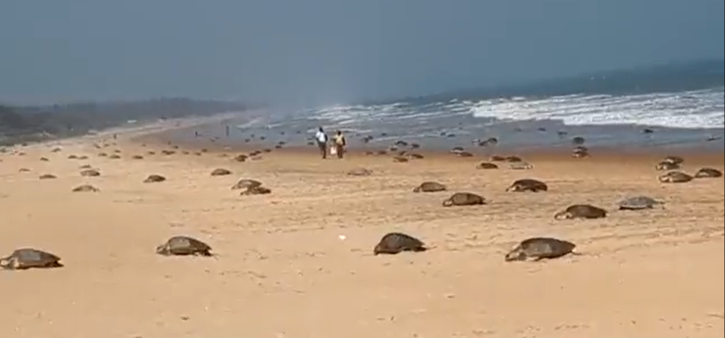 Olive Ridley Turtles Show Up At Odisha Beach For Mass Nesting 