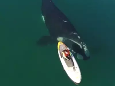 Paddleboarders Encounter Southern Right Whale