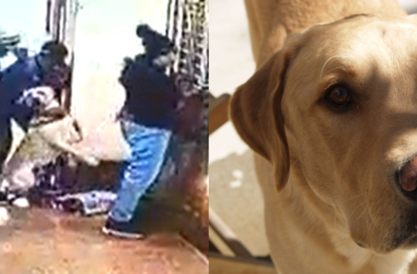 Gurugram: Girl Allegedly Attacked By Pet Dog Gurugram: Girl Allegedly Attacked By Pet Dog