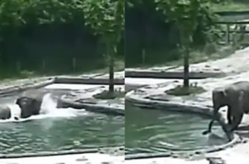 Elephants Come Together To Save Calf From Drowning Elephants Come Together To Save Calf From Drowning