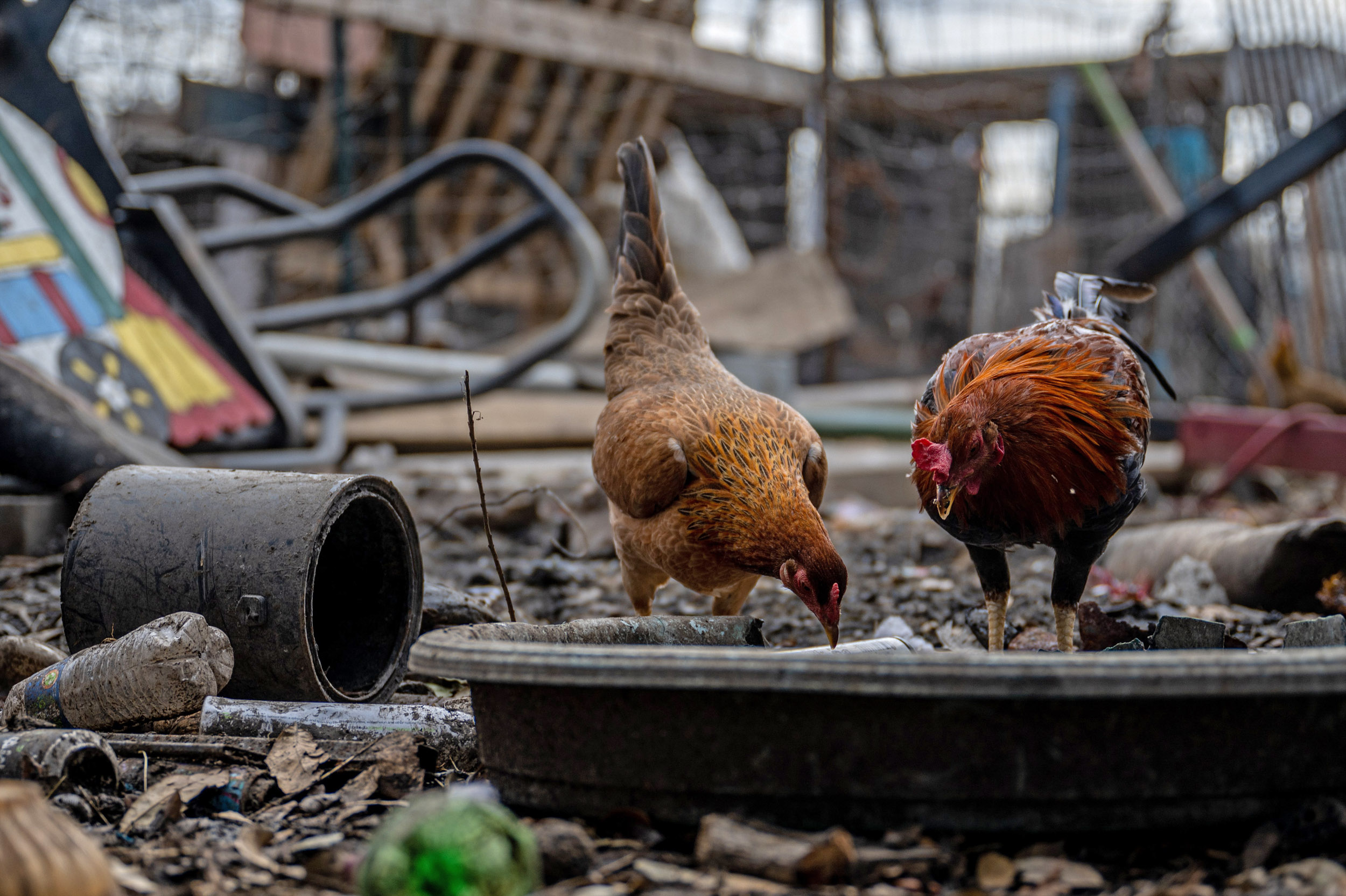 Explained What Are The Risks Of Bird Flu To Humans, Animals?