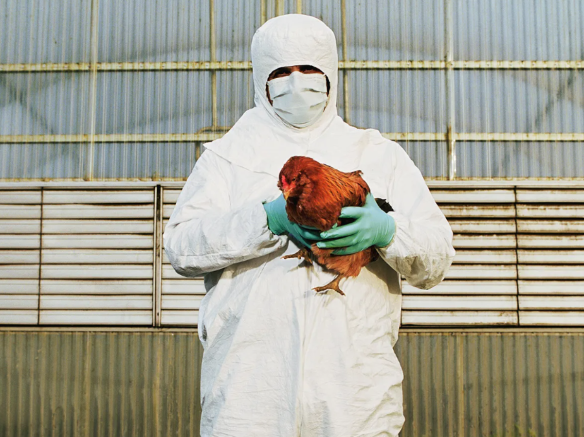 Explained What Are The Risks Of Bird Flu To Humans, Animals?