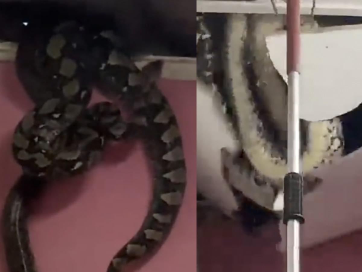 Viral Video Of 3 Giant Snakes Hiding In Malaysian