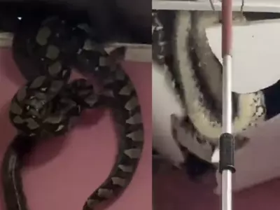 giant snakes 