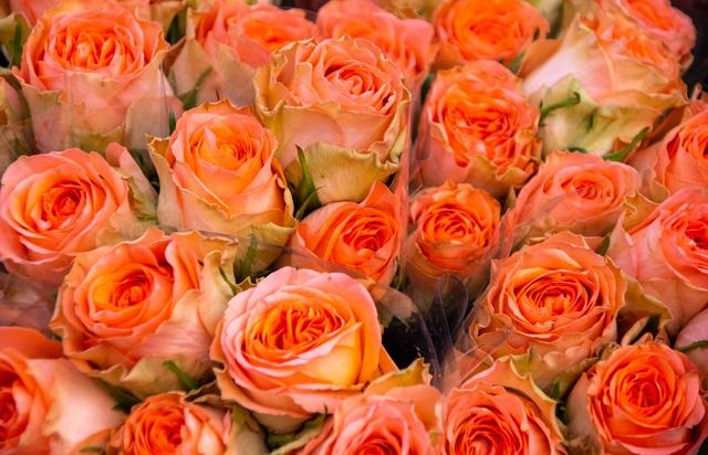 Valentine Week 2023: When is Rose Day 2023 And Why You Should Celebrate It On February 7