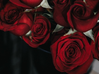 Valentine's Day Week | Happy Rose Day 2023 | Unsplash
