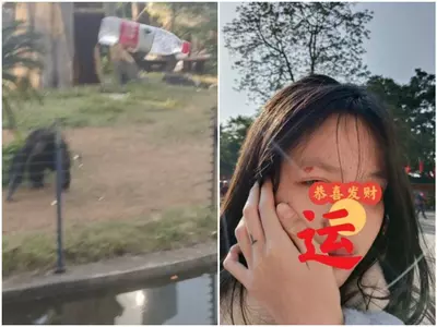 china zoo chimpanzee throw bottle at girl after she tried to film him