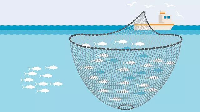 What Is Purse Seine Fishing And How Does It Cause Harm To Marine Life?