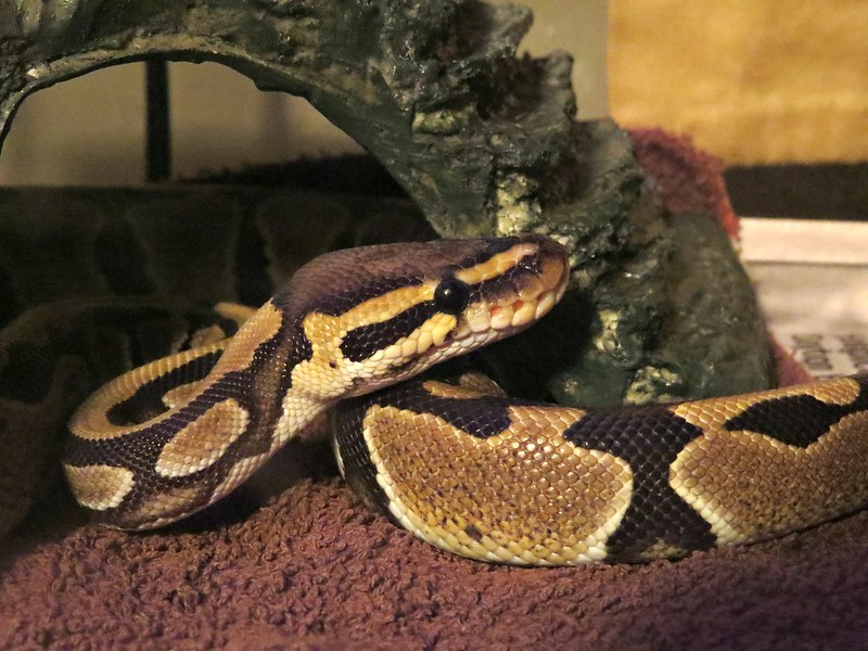 Enraged Man Bites Off Python's Head