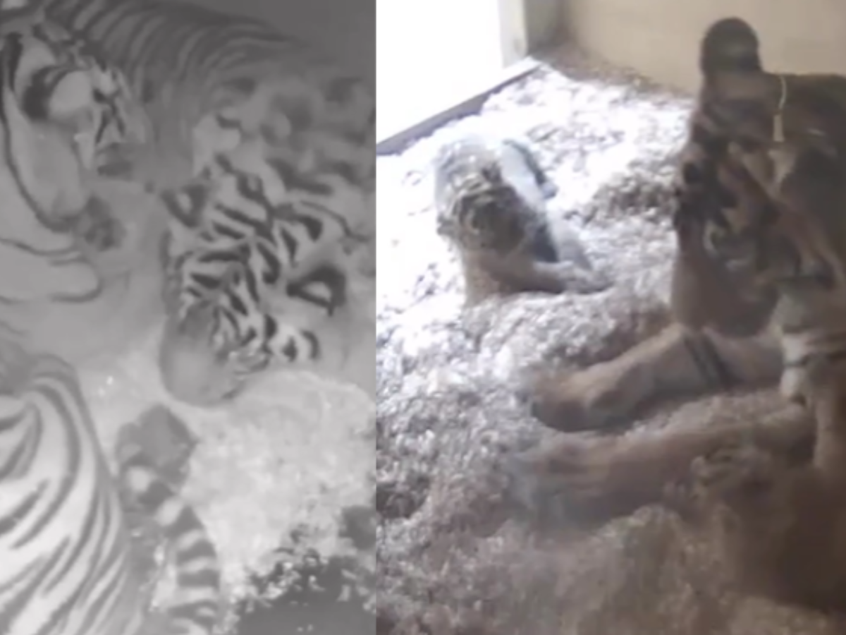 Rare Sumatran Tiger Cubs Emerge from Den at Chester Zoo in U.K.