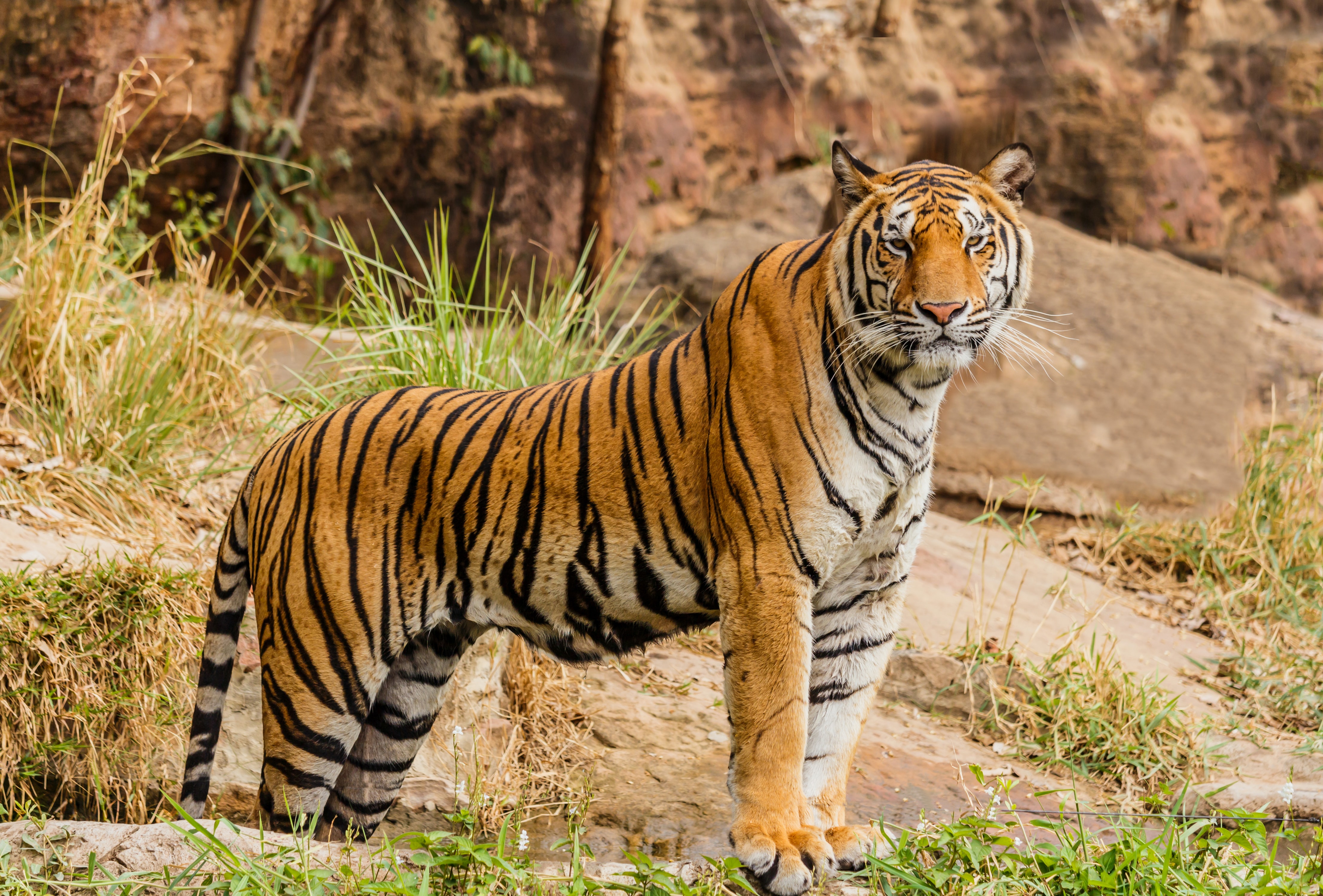 Photographer Captures the Rare Moment Newborn Tiger Cubs Emerge From a Den  for the First Time