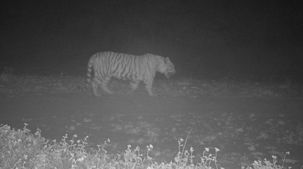 tiger spotted at simbalbara national park 