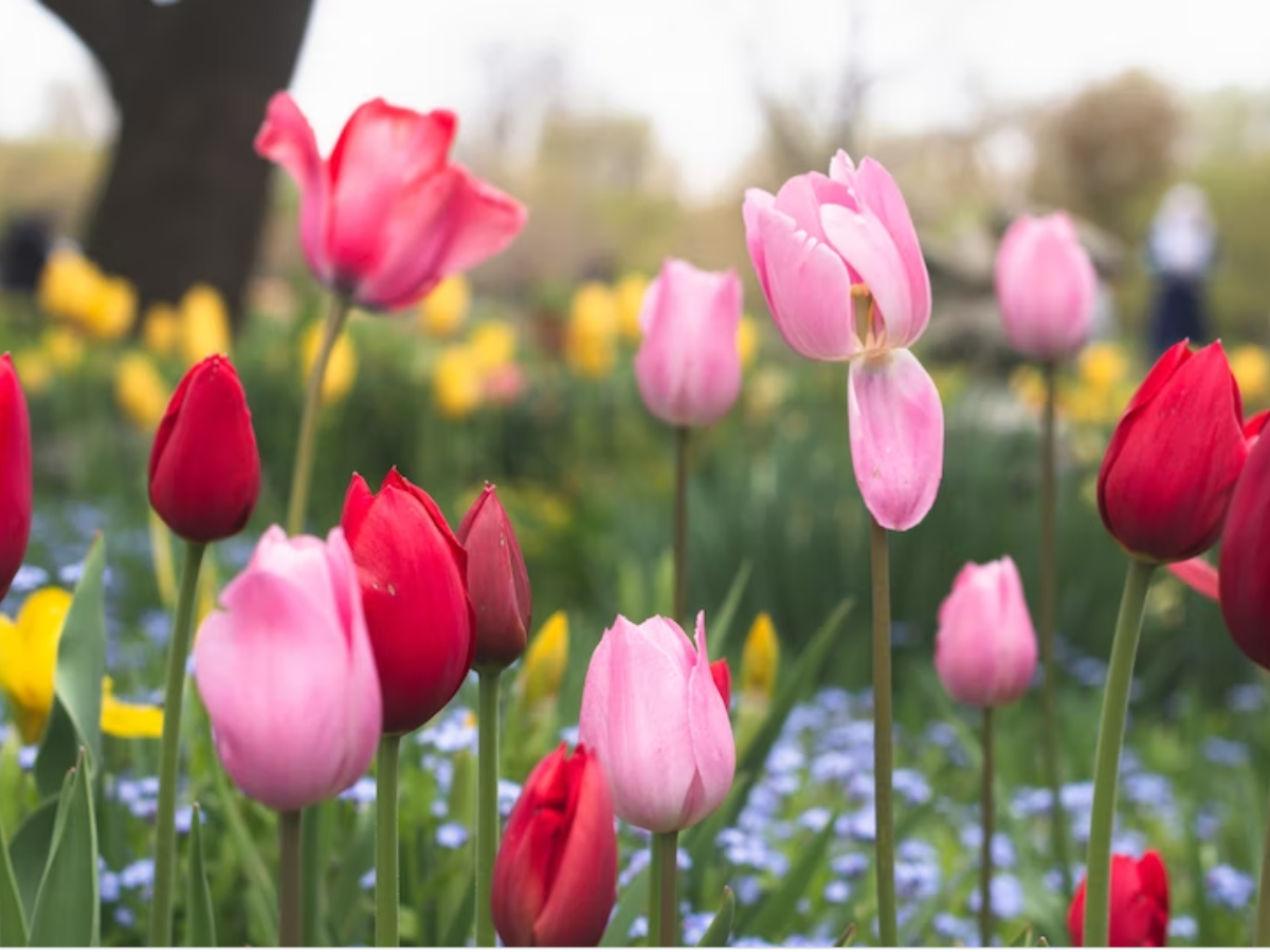 1.24 Lakhs Of Tulips Imported From Netherlands For Foreign ...