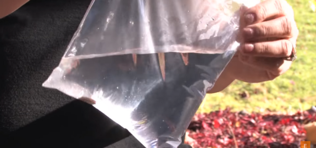 does-hanging-water-in-plastic-bag-repel-flies