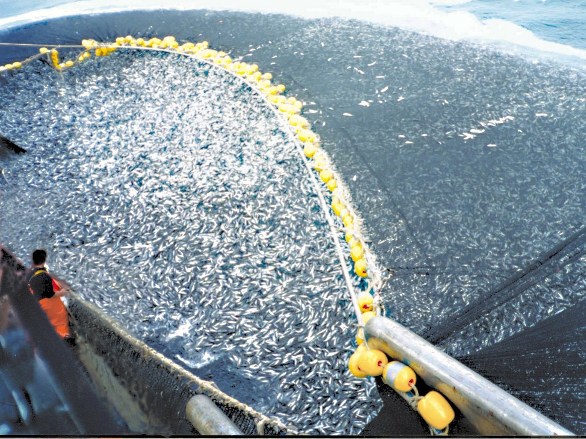 Purse seine fishing net by Science Photo Library