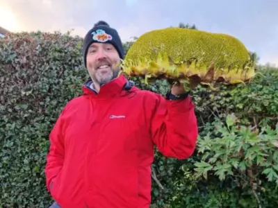World heaviest Sunflower Head Guinness World Record 