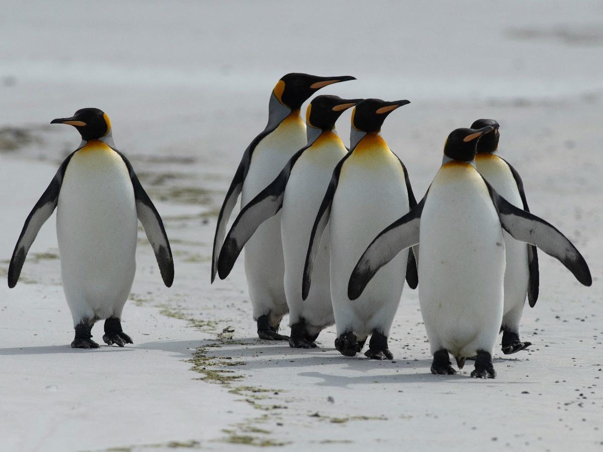 Explained: The Royal Life Of Emperor Penguins