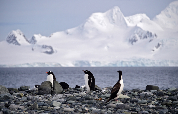 Explained: The Royal Life Of Emperor Penguins