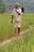 Kerala Tribal Man, A Guardian Of Over 50 Indigenous Paddy Seeds Wins Padma Shri