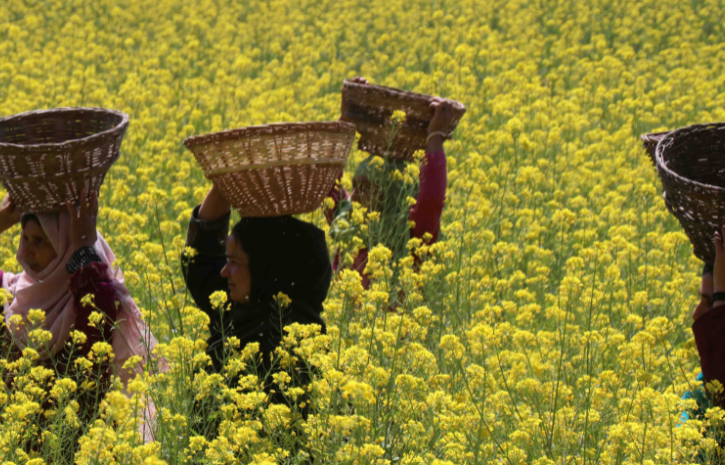 Explained: Why India Plans To Increase Its Genetically Modified (GM) Crops?