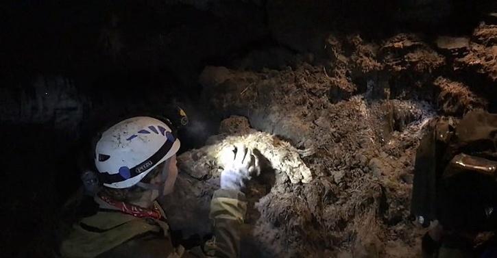 28,000 years old preserved cave lion cub