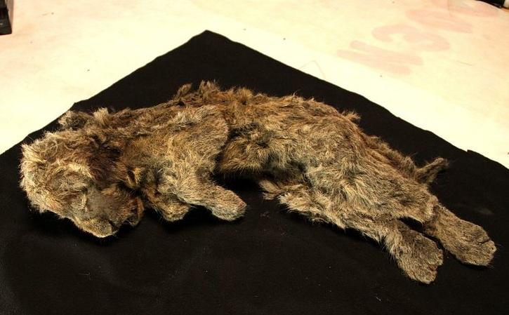 28,000 years old preserved cave lion cub